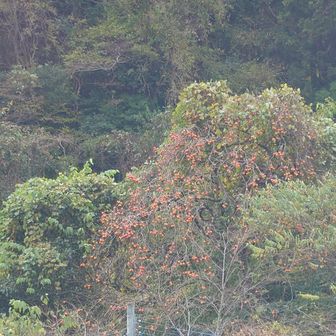 キトク橋登山口の上には柿がびっしりだったので😄