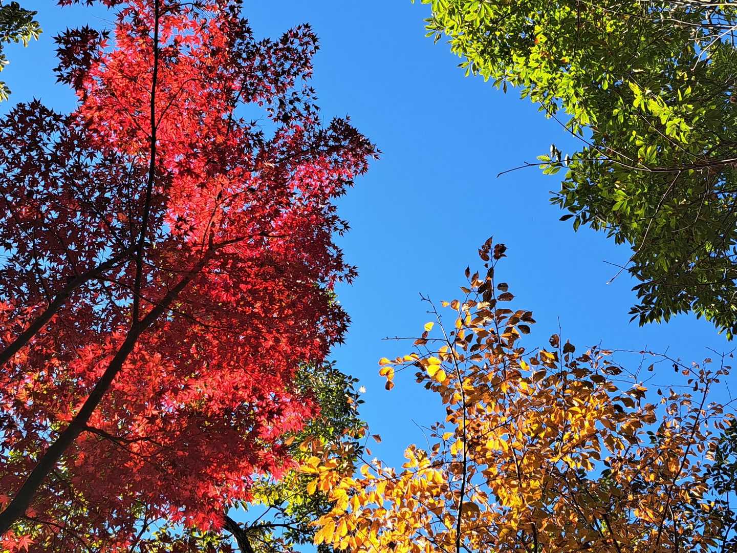 青空ブルー💙と紅葉🍁