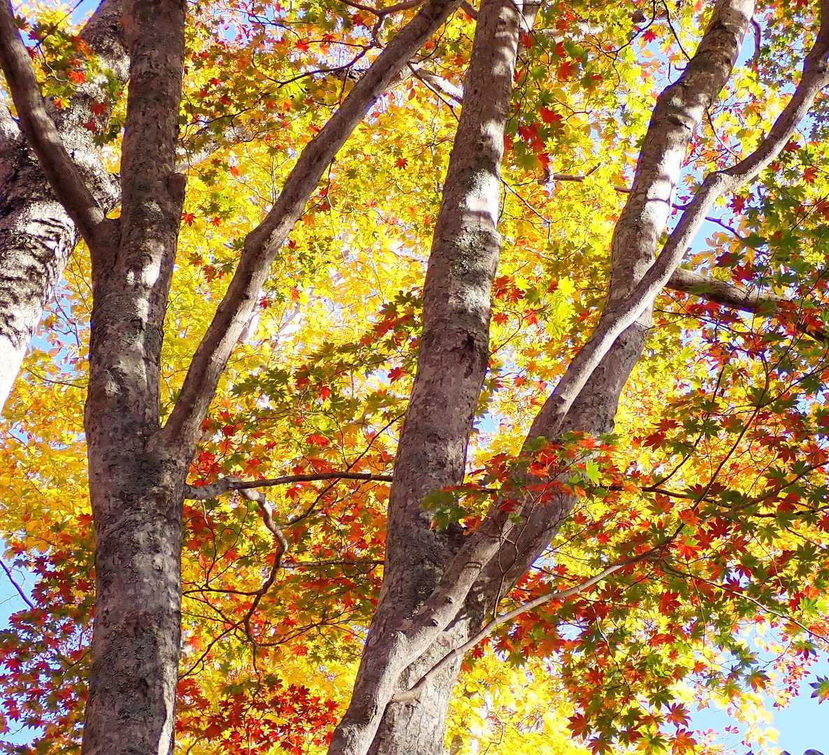 鳩胸の「絶景🍁センサー」は確実に…