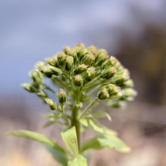 前の写真を撮っている時、足元にあったんだけど、気づいてなかった。踏まなくて良かった。