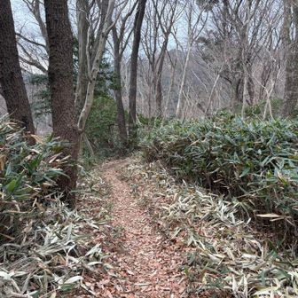 十里上峠へ向かいます。笹竹は刈ってある