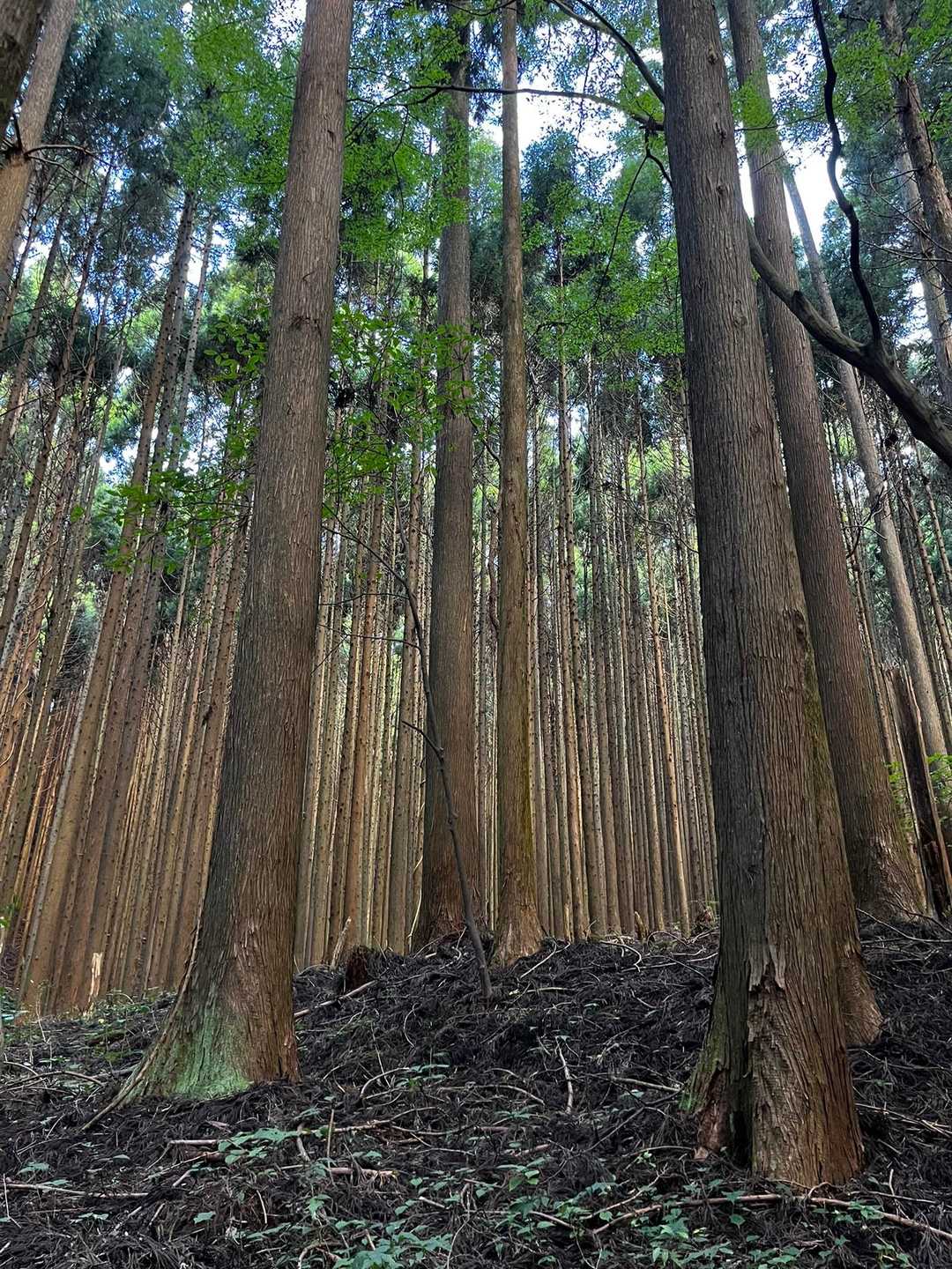 見事です♪