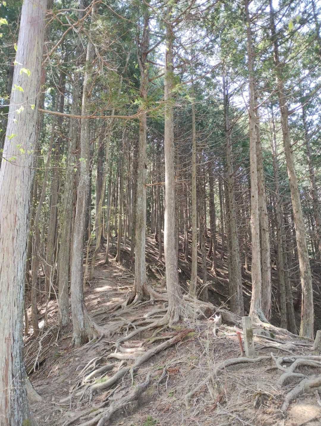 暫くは🍑１人