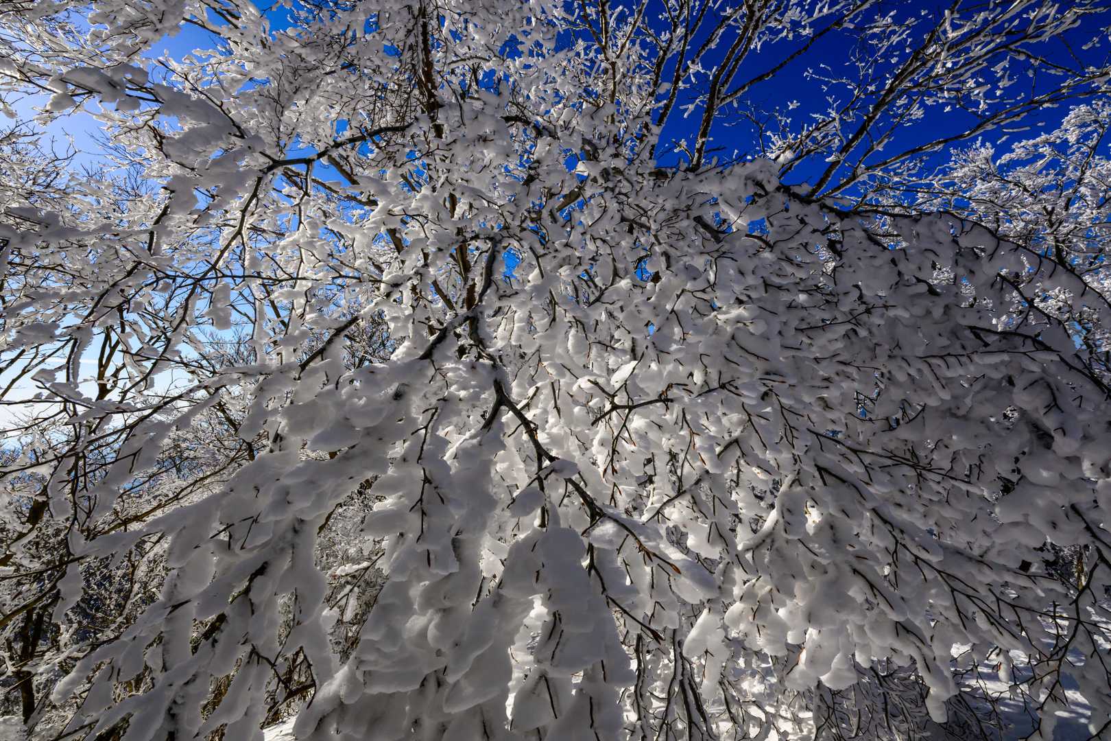 ❄️❄️