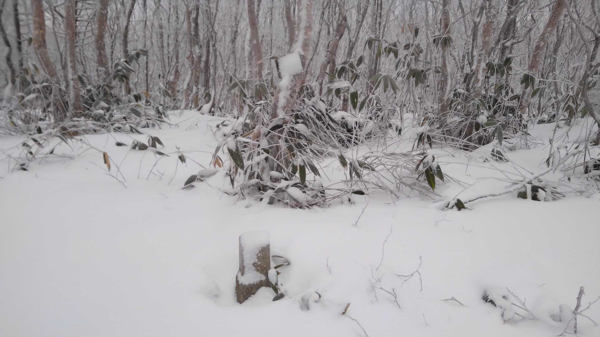 山頂とうちゃく＼(ﾟ∀ﾟ)／
雪に埋もれた、プレートと三角点▲