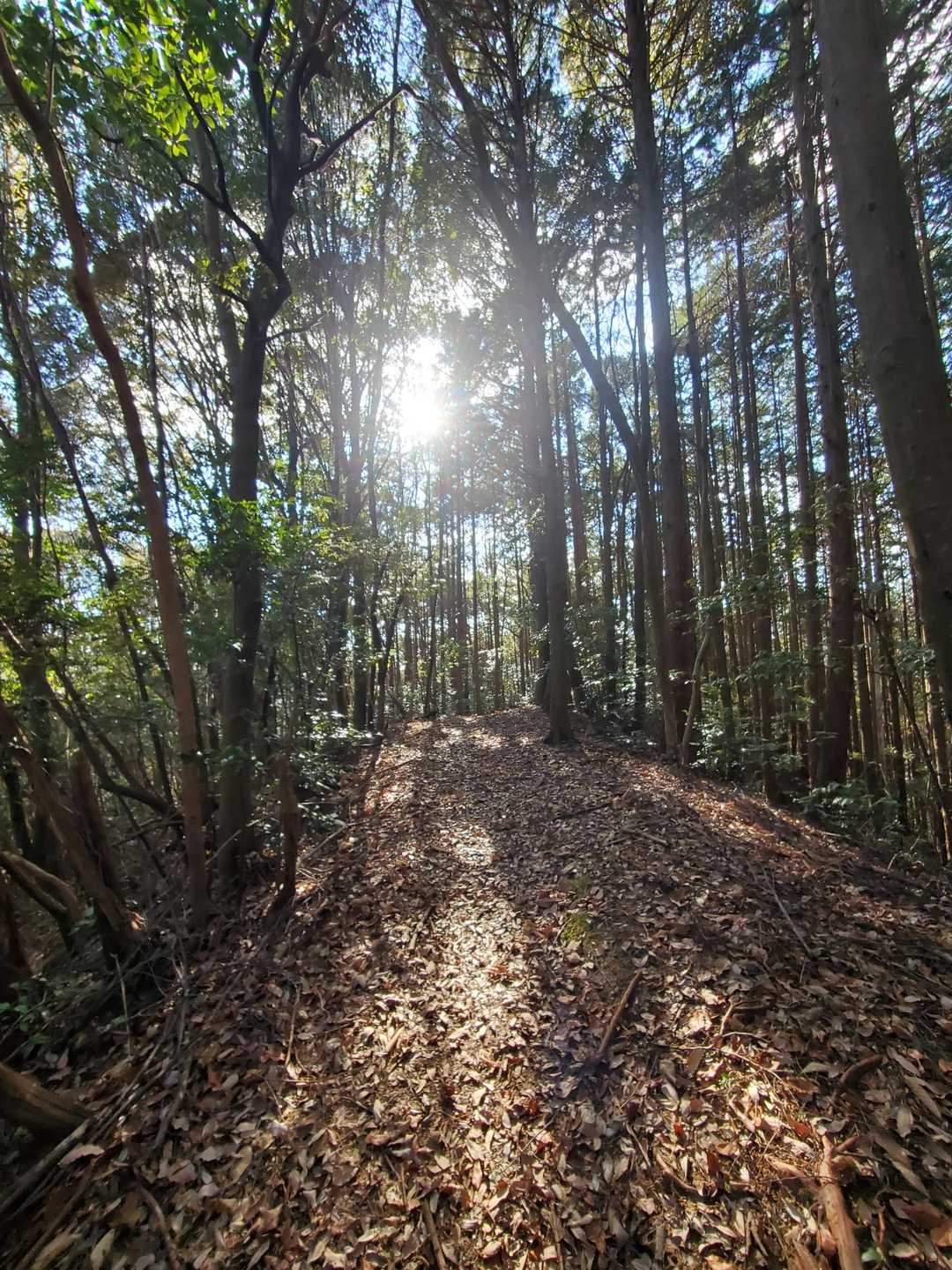 湯野観音岳登山口-湯野観音岳 周回コースの写真