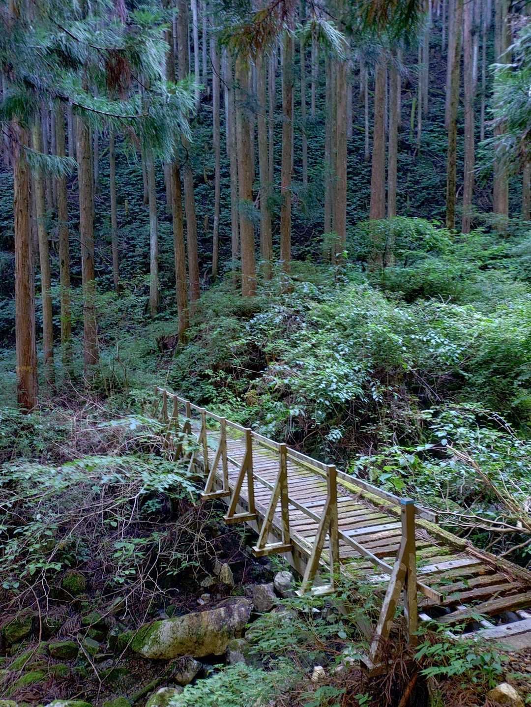 母公堂ー稲村ヶ岳　往復コースの写真