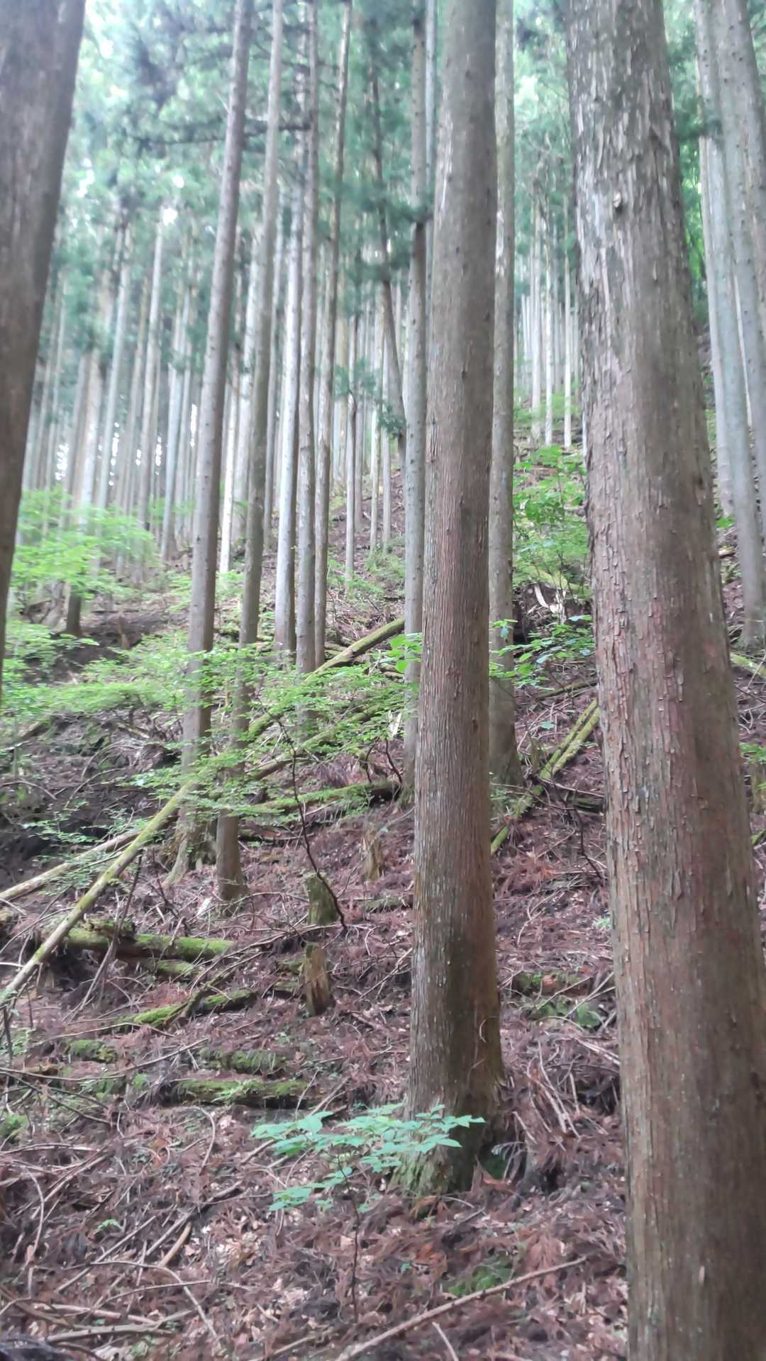 ひたすら登るので息があがる💦雨は止んで良かったがムシムシしていて蒸し暑い💦