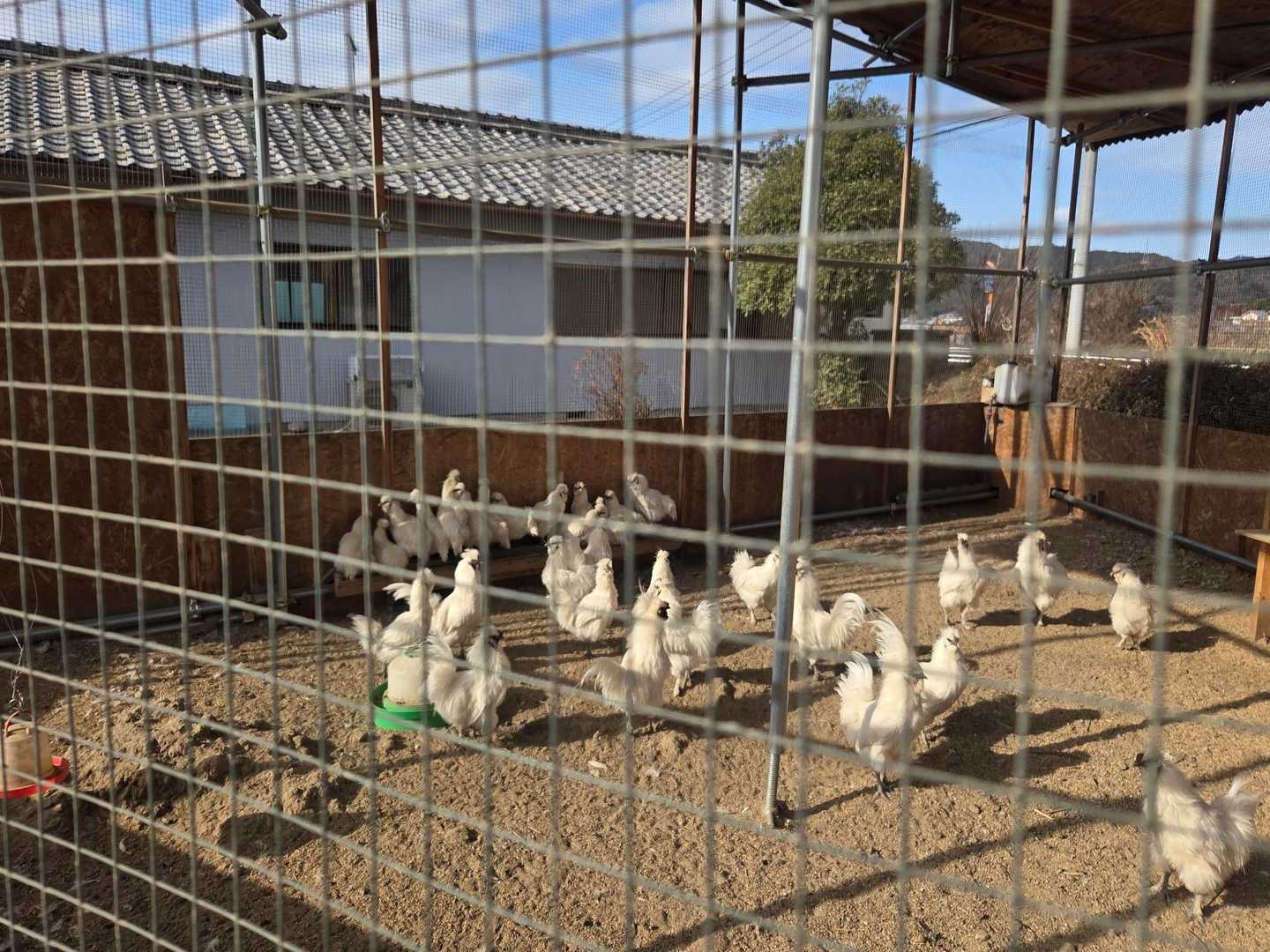 🙋‍♀️🙋‍♂️コレは❓
🙋‍♂️Google先生に聞いたら烏骨鶏
　　🐔
🙋‍♀️鶏介の重鎮✨️
　　最高峰に出会えました
　　近くにいた人が、3ヶ月前ま
　　では黄色い🐤だったと…
　　成長早いね‼️

低山5座ピークゲッツ✨
アップダウンに足やられたけど山歩きは楽しい🎶
心満タンありがとう😆✋️