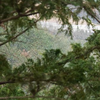 雪が降ってきた。いつの間にか曇ってきた