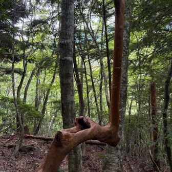 変わった木なので撮影