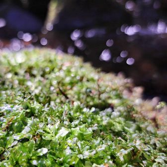 渡渉の後のご褒美はきらきらの苔🌱