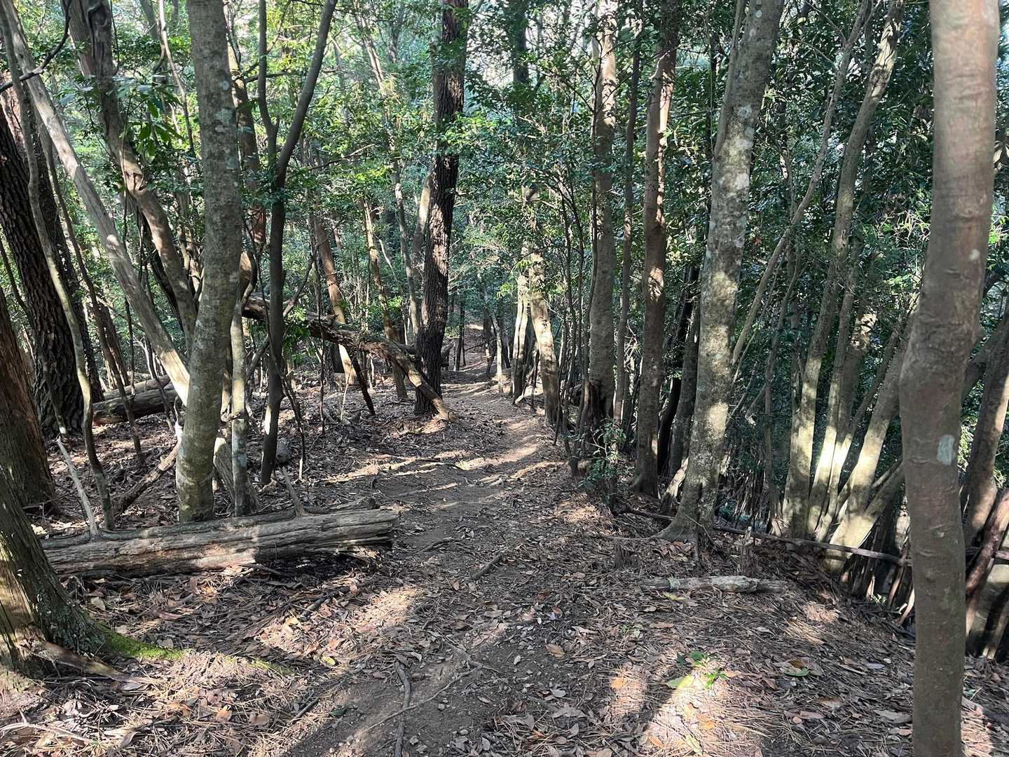 ココ気持ち良い登山道🙆