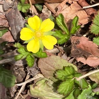 ヘビイチゴ?
今日はお弁当食べた所での物音と、下山中に茶色い3匹の背中を見た。お猿さんなんかな？わからなかったけど、できればお会いしたくない。
写真で見るのは可愛くて嬉しいけど、ちょっと恐いんよね。