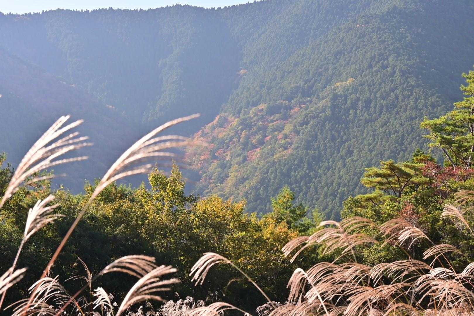 山の中腹には所々紅葉