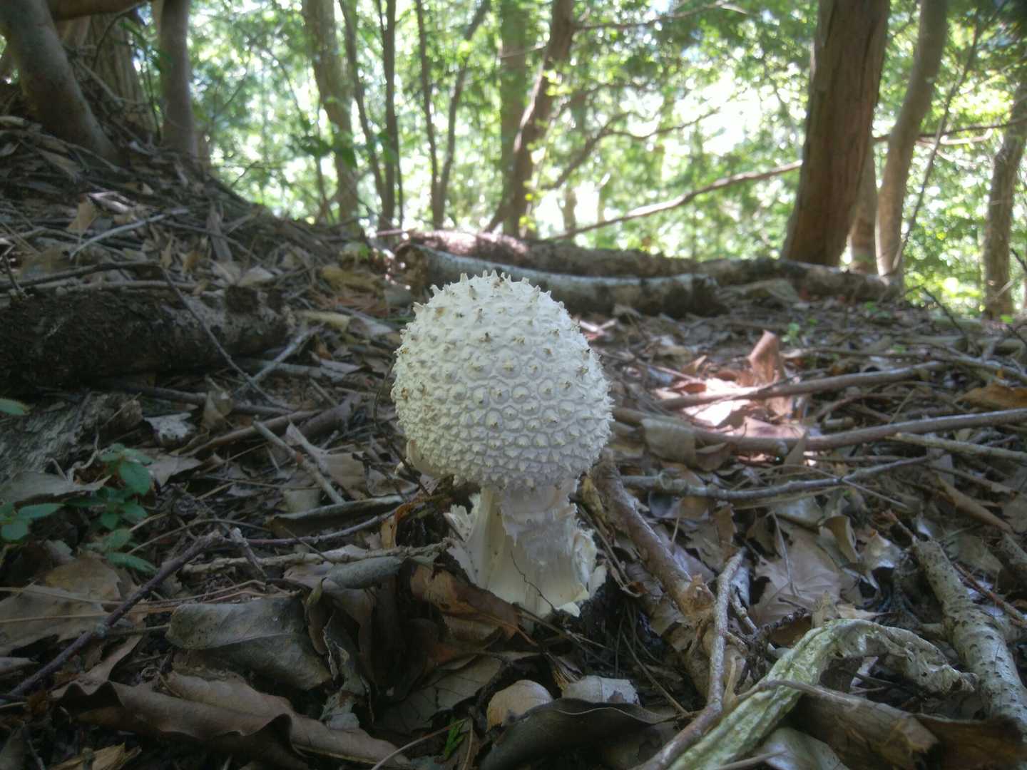 シロオニダケ
触ってみたよ

トゲトゲだけど　ゴムみたいに弾力があってボールみたいな感触