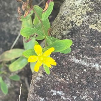 イワオトギリ
下界のオトギリソウのチンキを作りましたが、ブヨに噛まれた時助けられました
下界のはセイヨウオトギリソウかなぁ