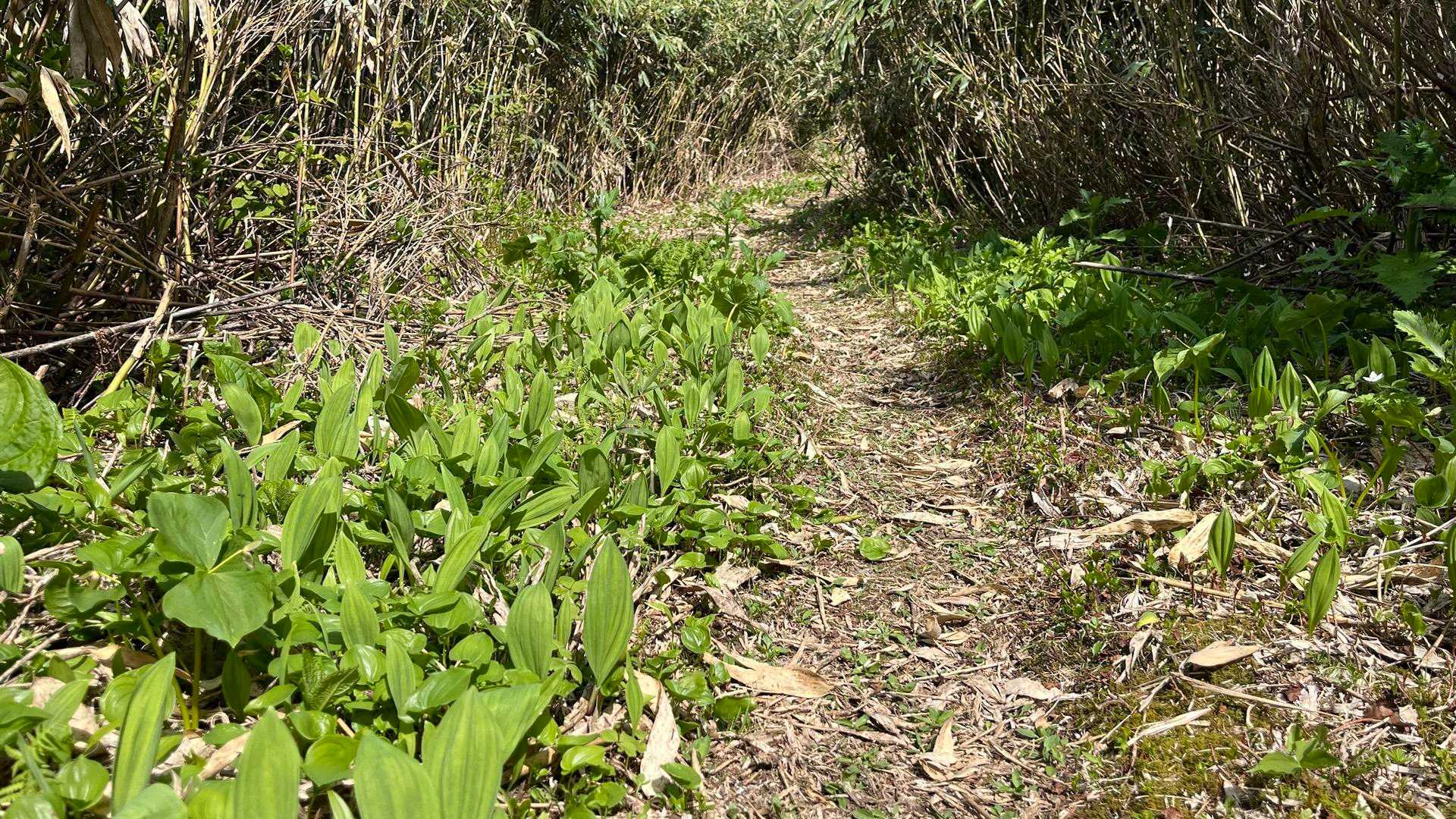 登山道脇にたくさん🌱 🌱 🌱