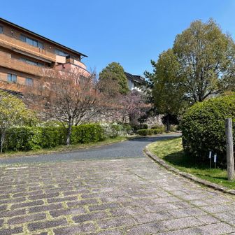↗︎右前の道が東海自然歩道
←左に曲がると桜並木