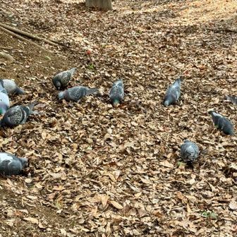 お食事中ね(*ˊᵕˋ*)〜🐦