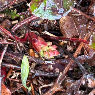 オオイワカガミ(大岩鏡)の蕾
たくさんの葉が一面に広がってました