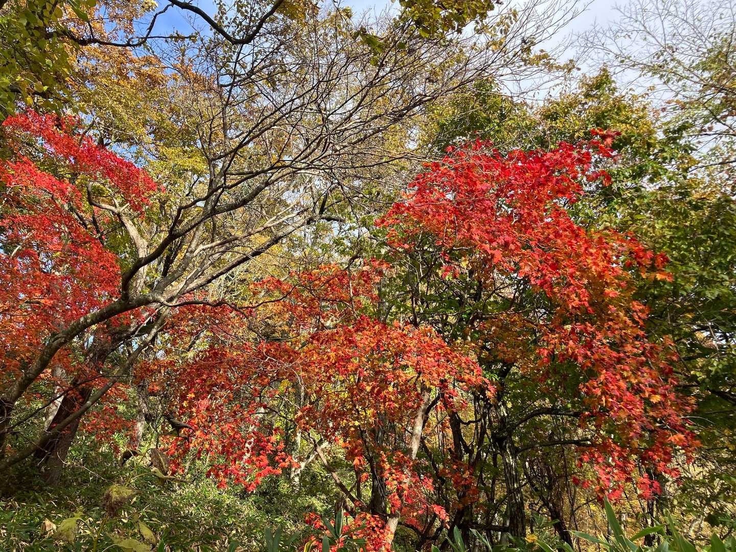 まだまだ紅葉🍁楽しめますね〜