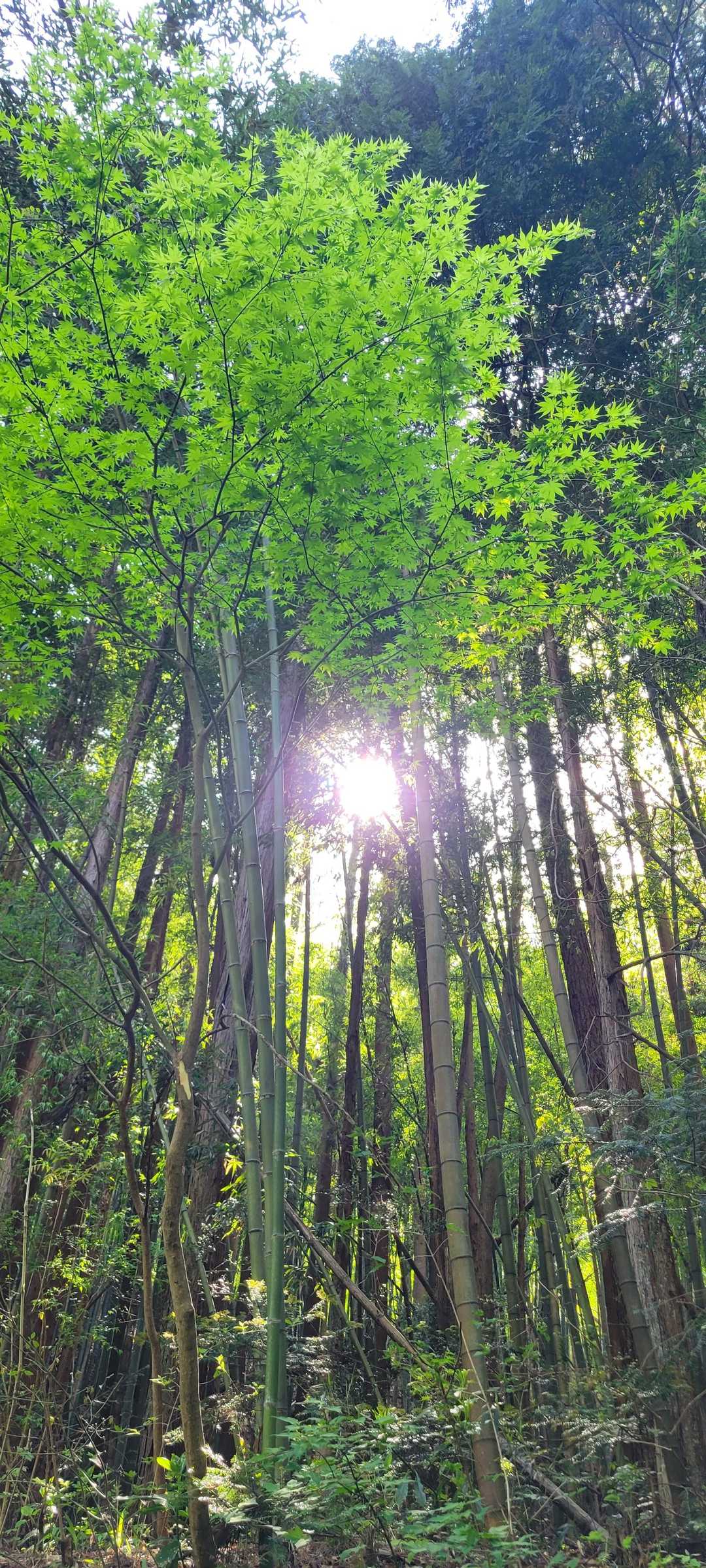 関山登山道入口-阿夫利神社-関山-内松登山口 周回コースの写真
