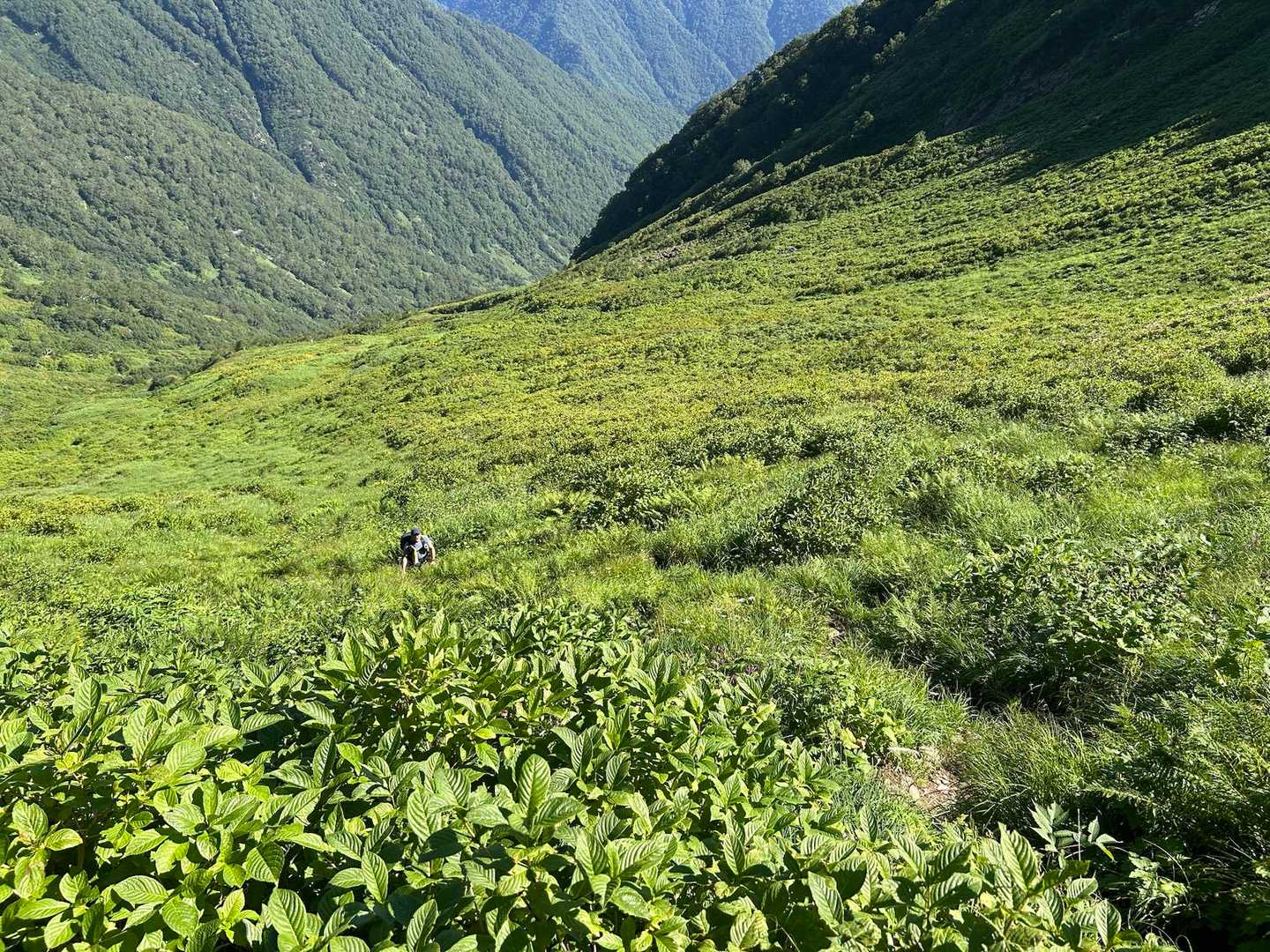 ここは前回、初めて野生のヒグマと遭遇した斜面🧸　恐怖を感じることなく、感動のほうが大きかった✨

ダチンさん頑張って登ってきています💪🏻