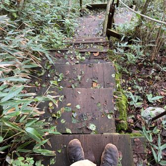 研究路の木道は斜めだったり壊れてたりワイルド。さらに雨だとやたらにヌルヌル😱凶器！
