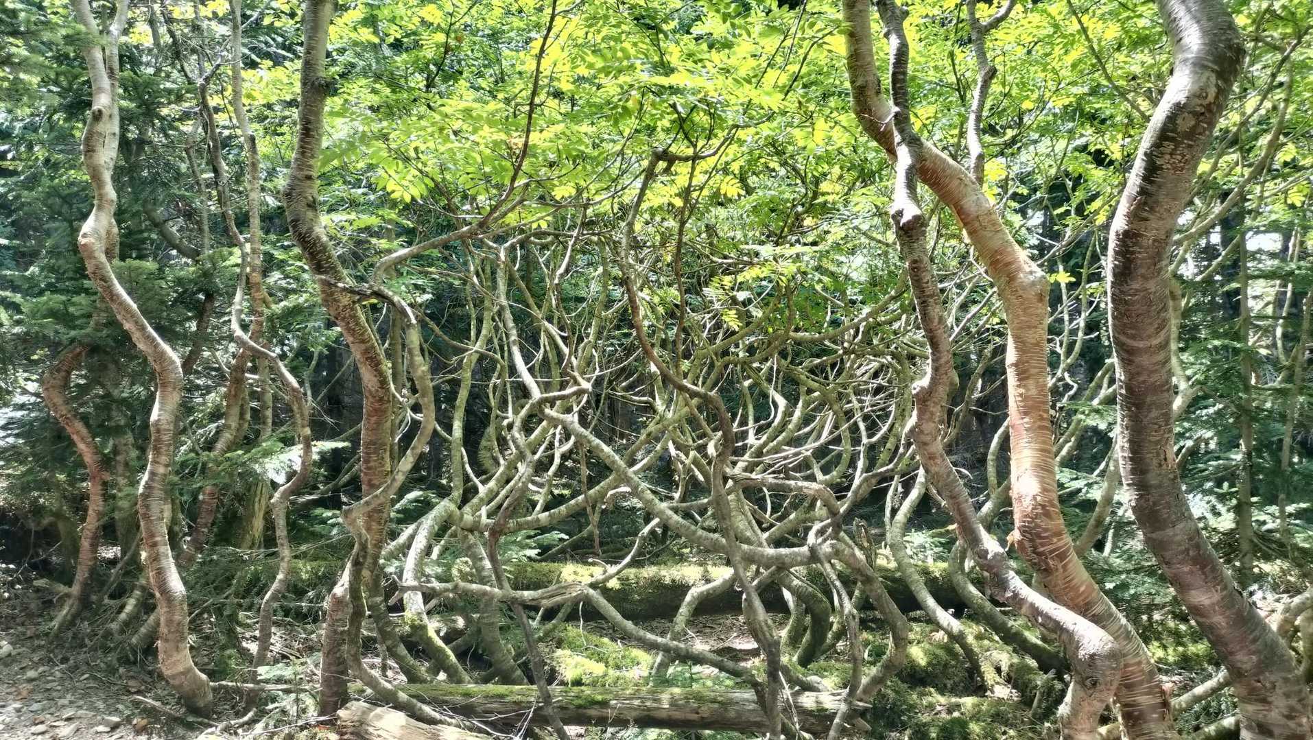 目に優しい🤍💚

本谷山に向かう途中 体がキツくてたまらなくなる 小屋でおはぎも食べてお腹も空いてないけど まさかのシャリバテでした
セブンの羊羹を食べたら少し楽になったのでもっと早くに気づいていれば もう少し回復できたはずと反省😔 自分が思ってるよりエネルギーを使っていたようで まめに食べる事の大切さ実感です