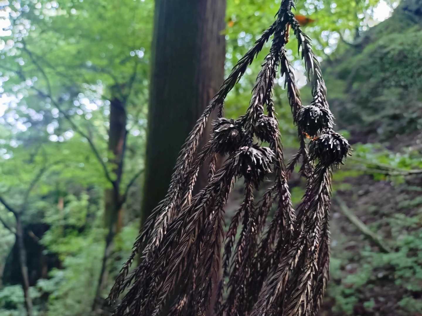 杉の枯れ葉と球果🍂.ﾟ･*