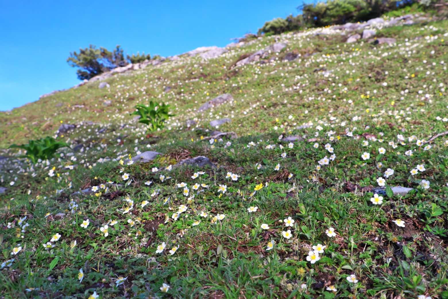 お花畑🌼