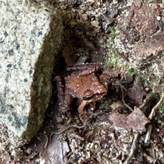 隠れているつもりの、カエル

寄ってから見ると分かりますが、離れると周りの色に同化して分かりにくいです。