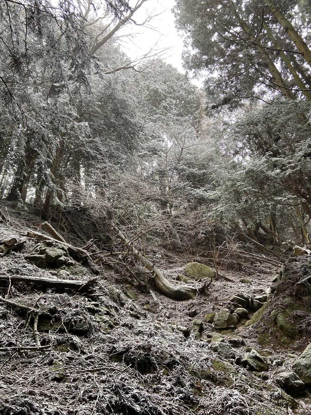 どんどん白くなっていきます☃️