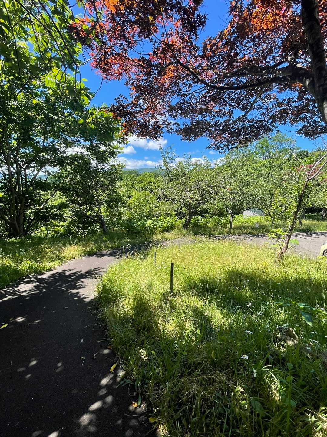 尻場山登山口-尻場山 往復コースの写真