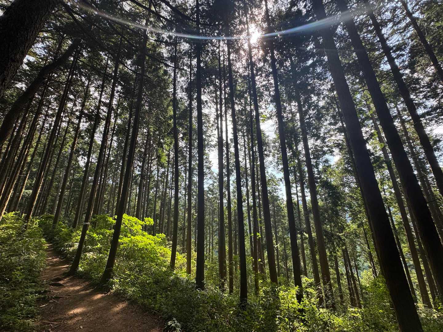 関西人気No.1の金剛山。豊かな緑と清流に包まれる癒やしの日帰り山旅の写真