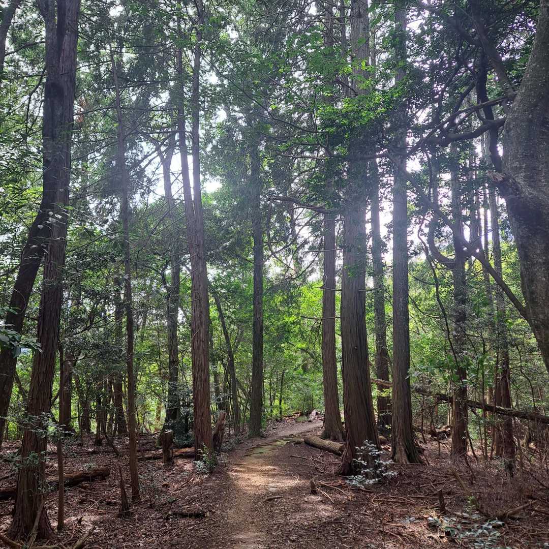 登山道に戻ります。