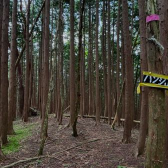ハンシ山
ここもスッキリ