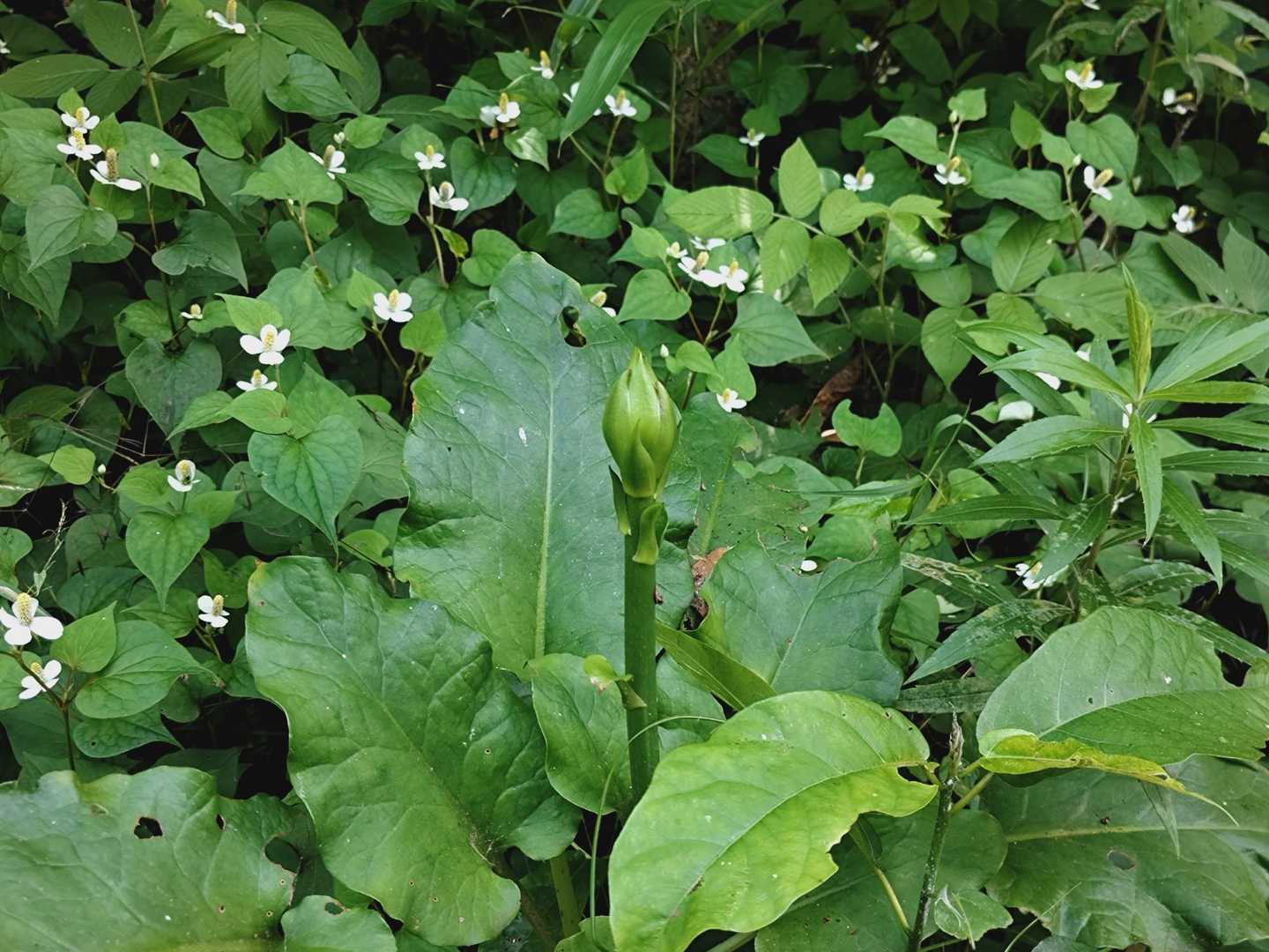 ウバユリの蕾💚
ネーミングがちょっとね😅