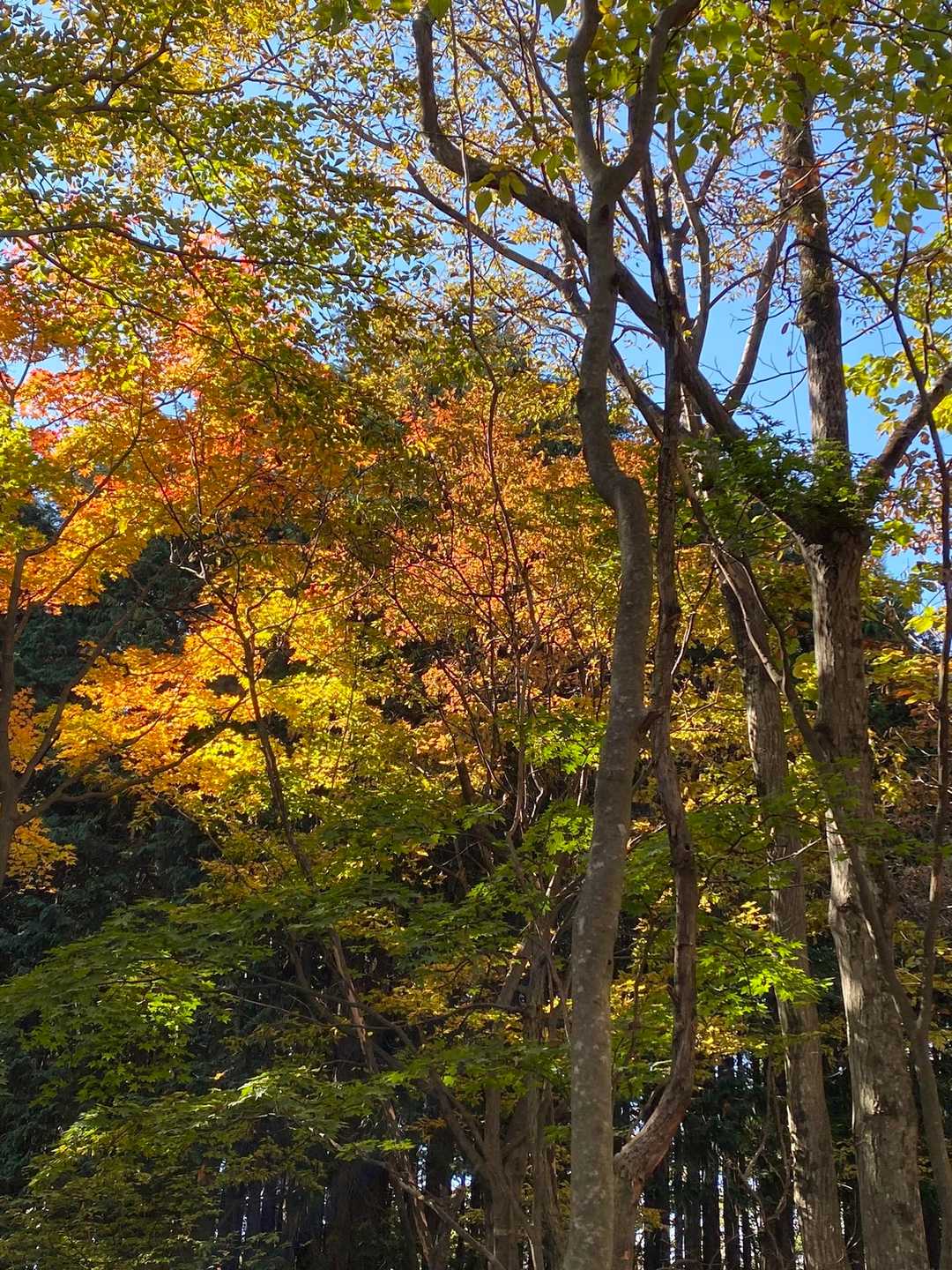 正丸駅-伊豆ヶ岳登山口-伊豆ヶ岳-山伏峠-前武川岳-武川岳 縦走コースの写真