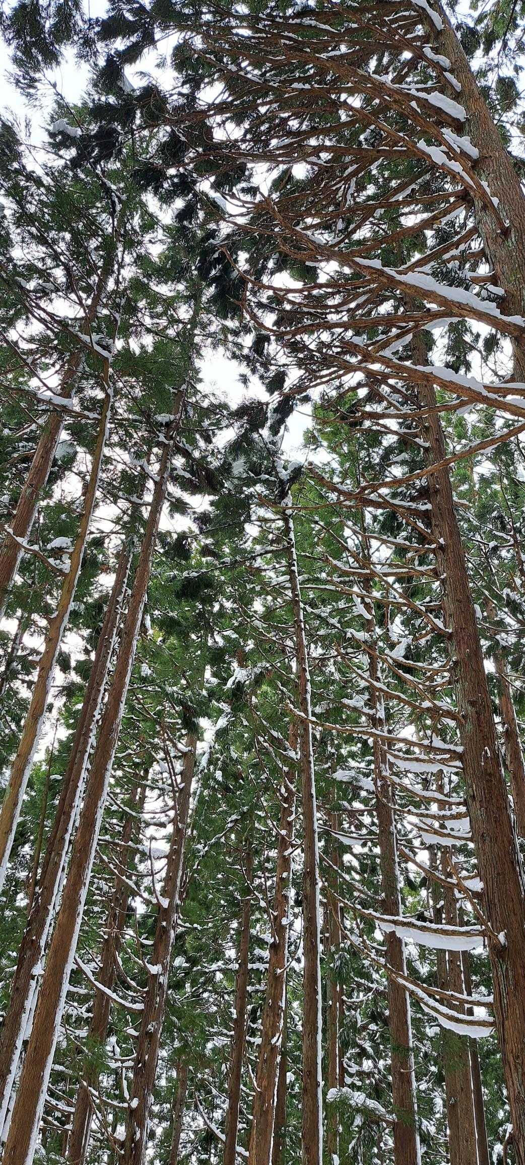 下山中もたくさんの登山者とすれ違いました
お会いしたいと思っていたご夫婦にお目にかかることが出来ました