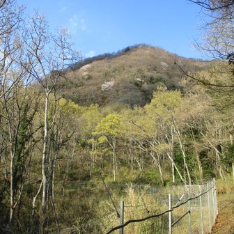 新芽が芽吹いて来ましたね