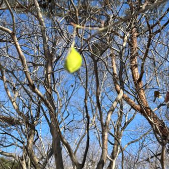 色💚鮮やかで目立ちます💕