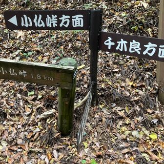 しばらくロードを進むと小仏峠方面の道標