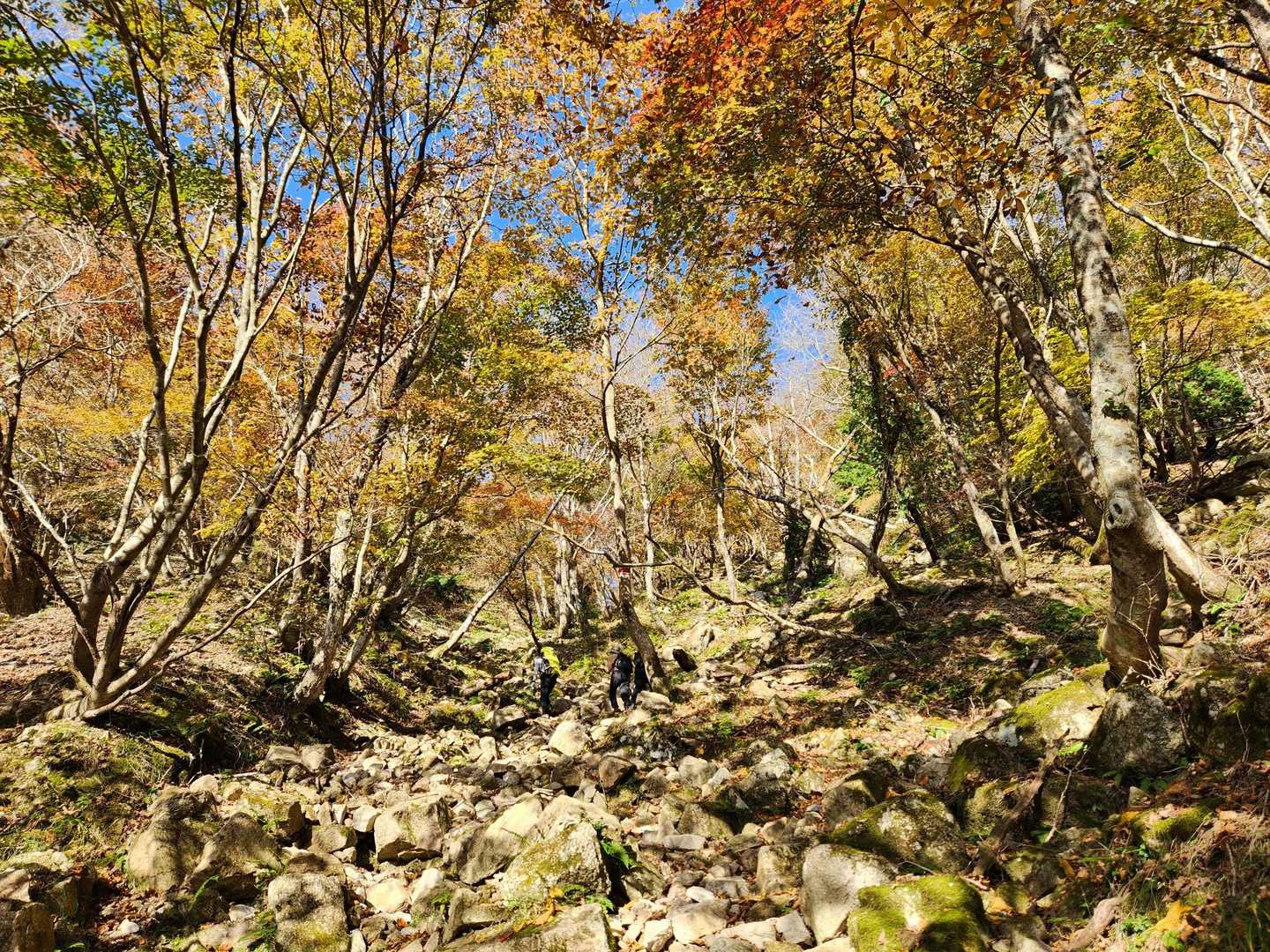 金糞峠-前山-北比良峠 周回コースの写真