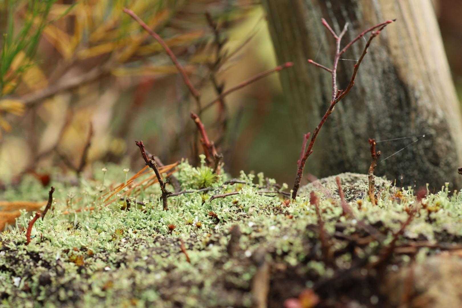 苔が可愛い
