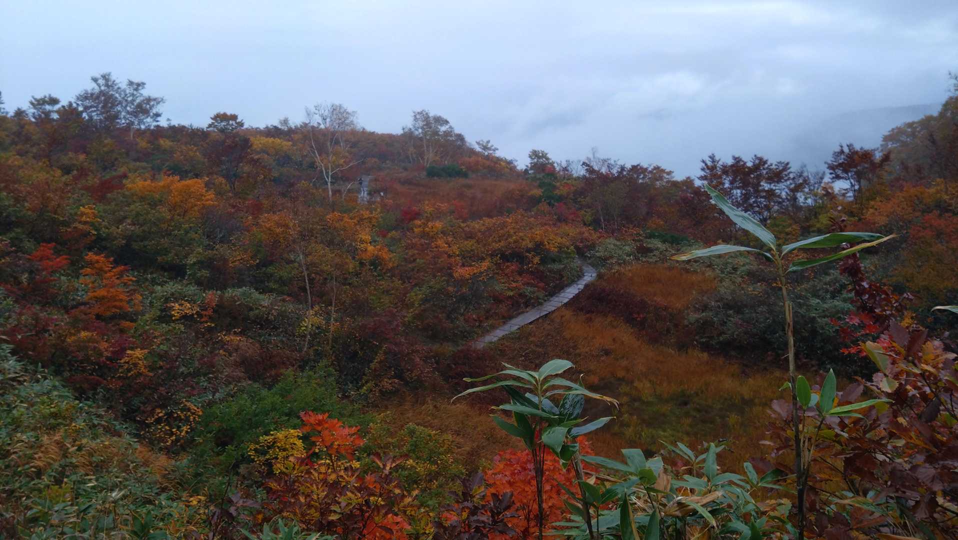 紅葉が綺麗