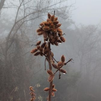 生駒山・神津嶽・大原山 ひっつき虫（オオオナモミ）
最近はあまり見かけなくなったなぁ。