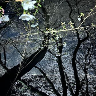 ココ、🌸咲くんだね❣️