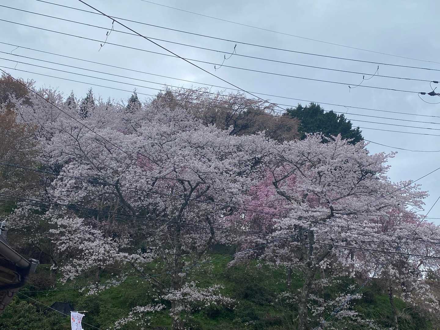 吉水神社 往復コースの写真
